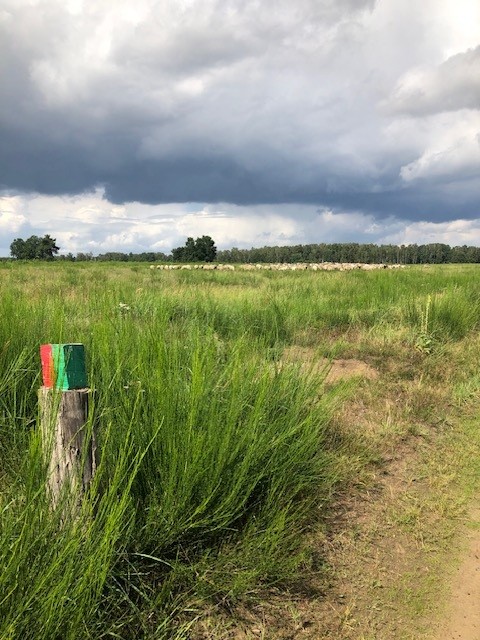 Wanderung durch die Döberitzer Heide